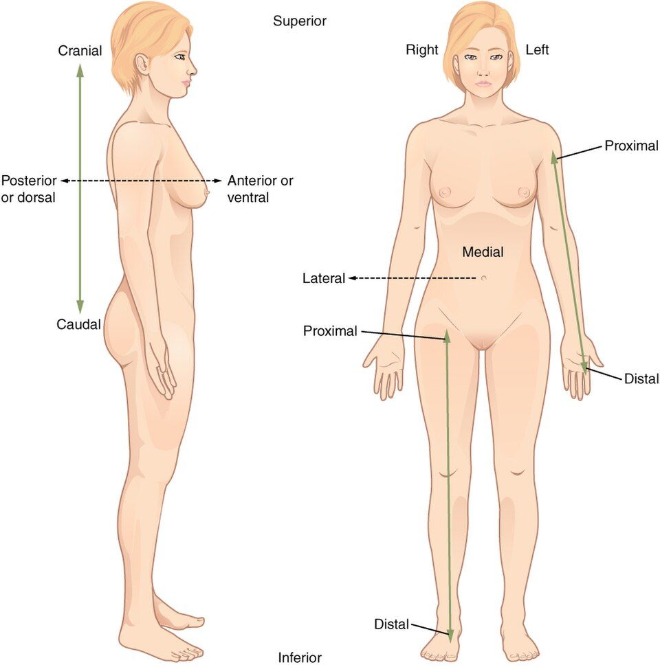 Diagram of directional terms shown on a human body