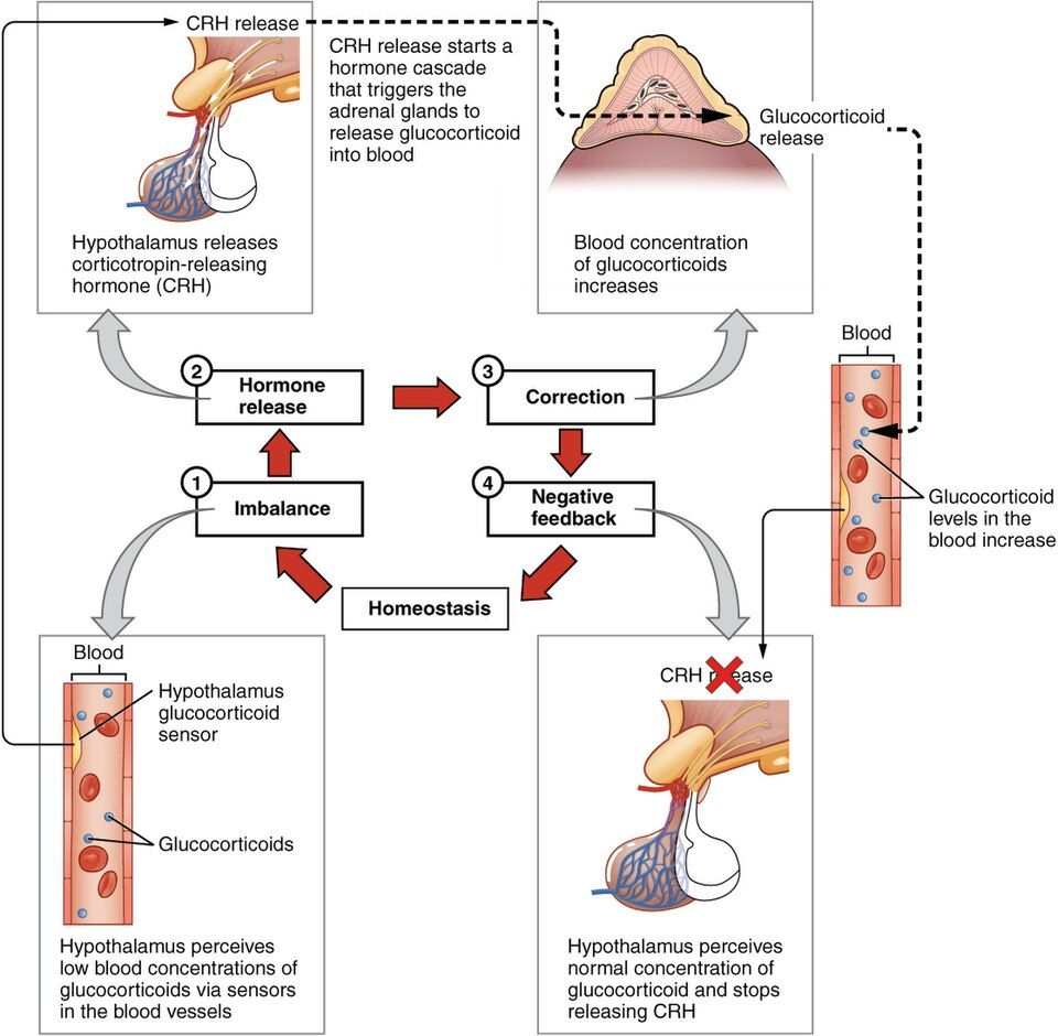 Diagram of a negative feedback loop that keeps the body steady