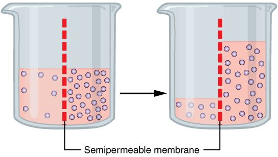 Red blood cells in three fluids: normal in isotonic, swollen in hypotonic, shriveled in hypertonic