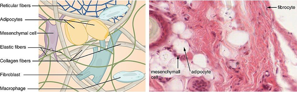 Examples of different connective tissues under the microscope