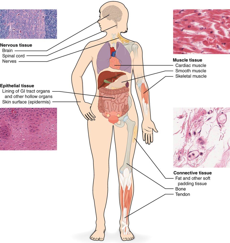 The four main tissue types shown side by side