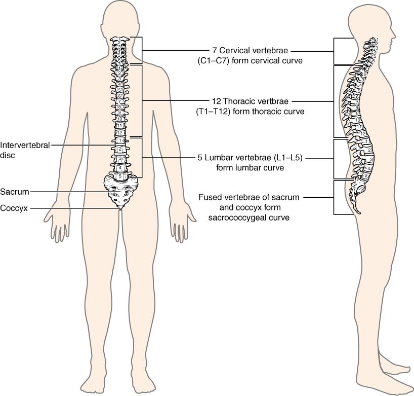 The backbone and its regions
