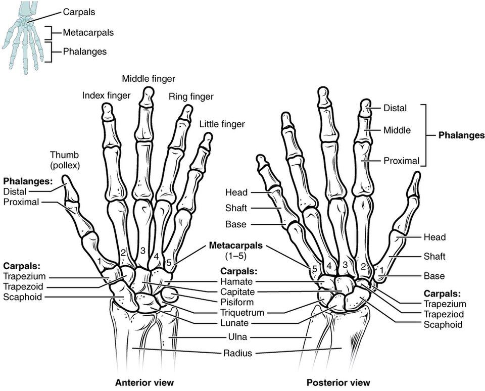 Bones of the hand and wrist