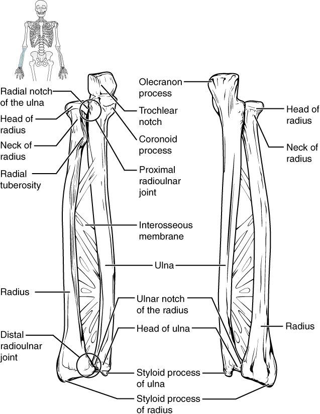 Bones of the arm