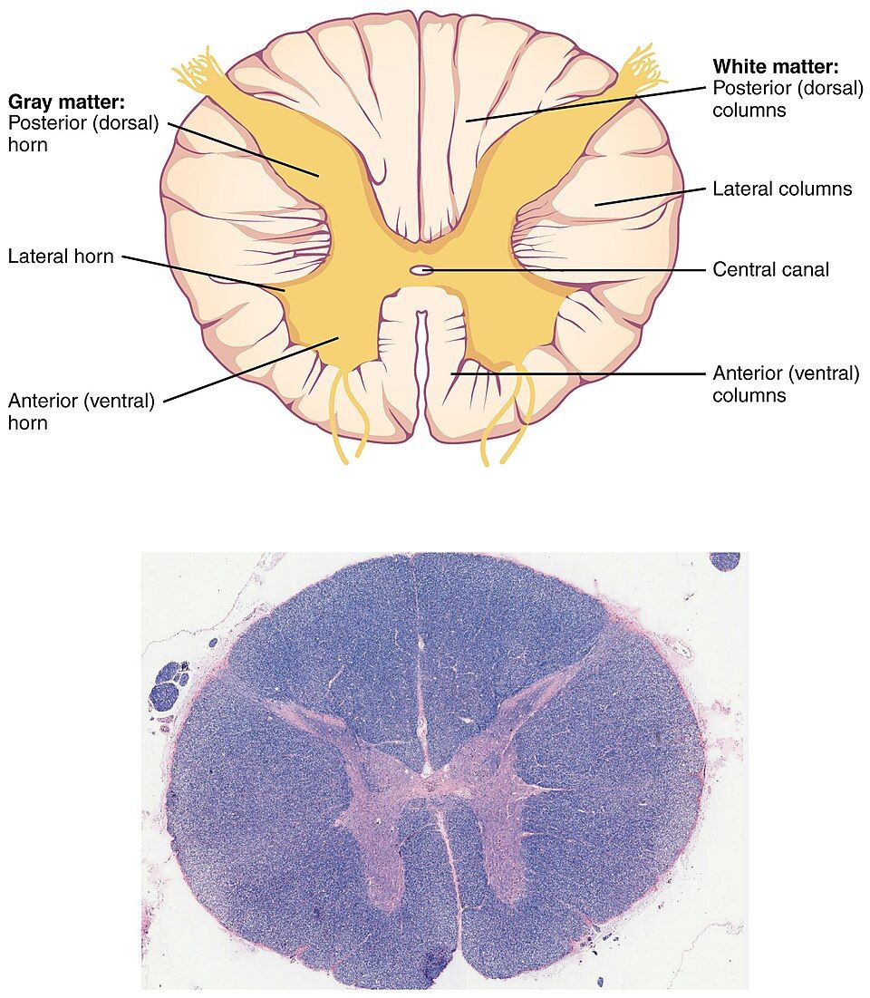 A slice across the spinal cord