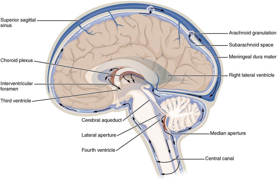 The ventricles and the flow of brain fluid