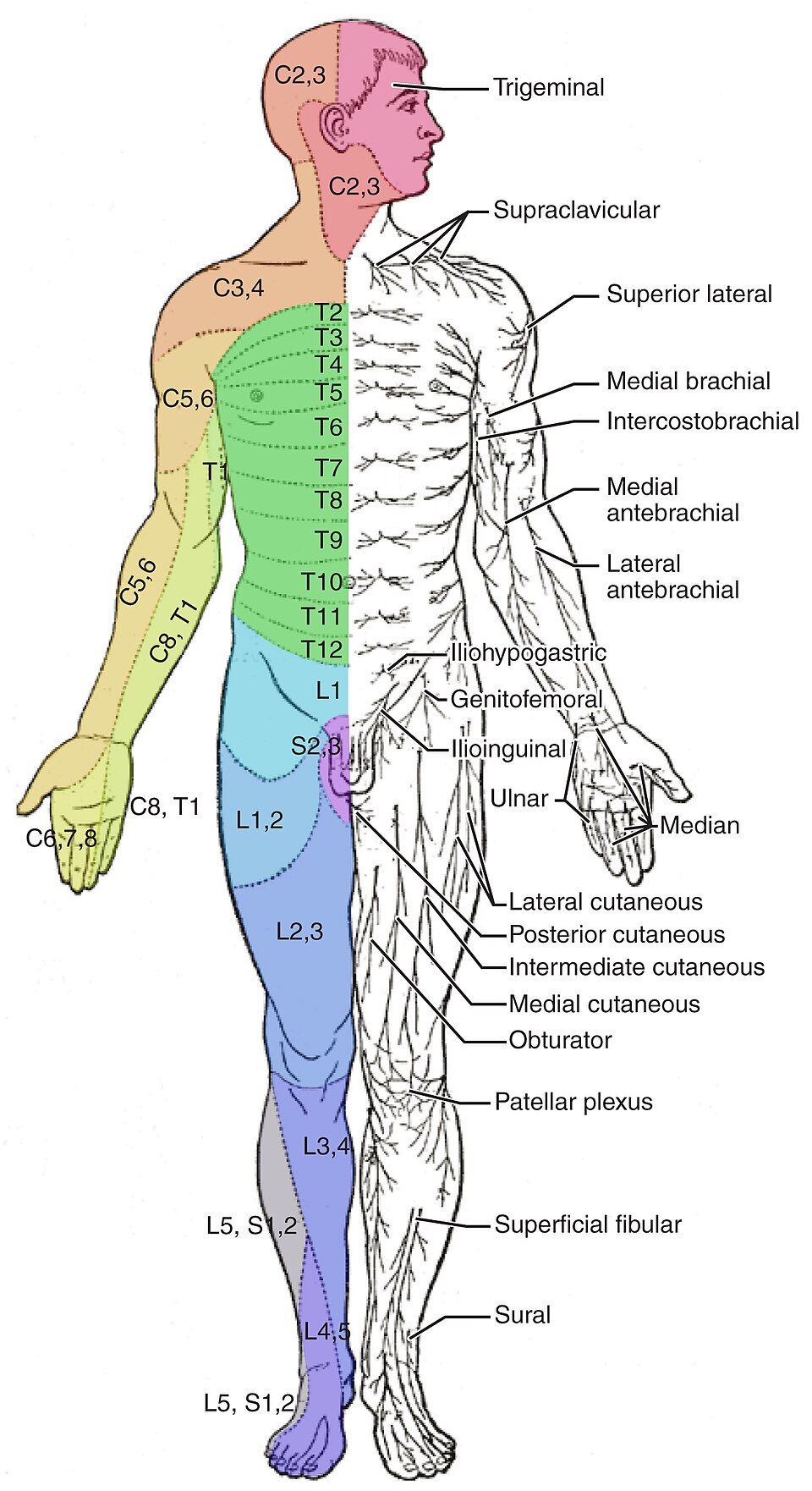 Map of the dermatomes over the whole body
