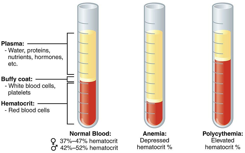 Reference figure of the layers of spun blood and the hematocrit