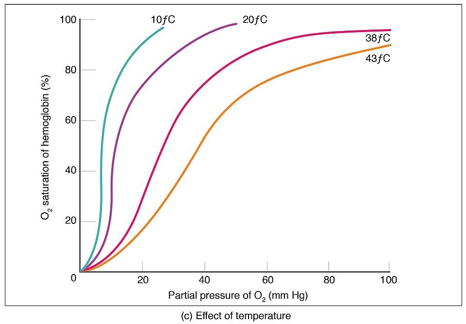 Reference figure of hemoglobin picking up and dropping off oxygen