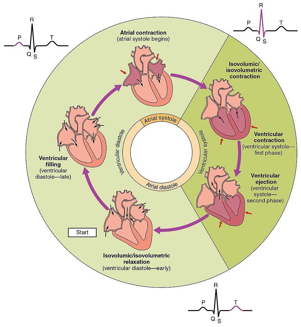 The steps of one heartbeat shown as a wheel