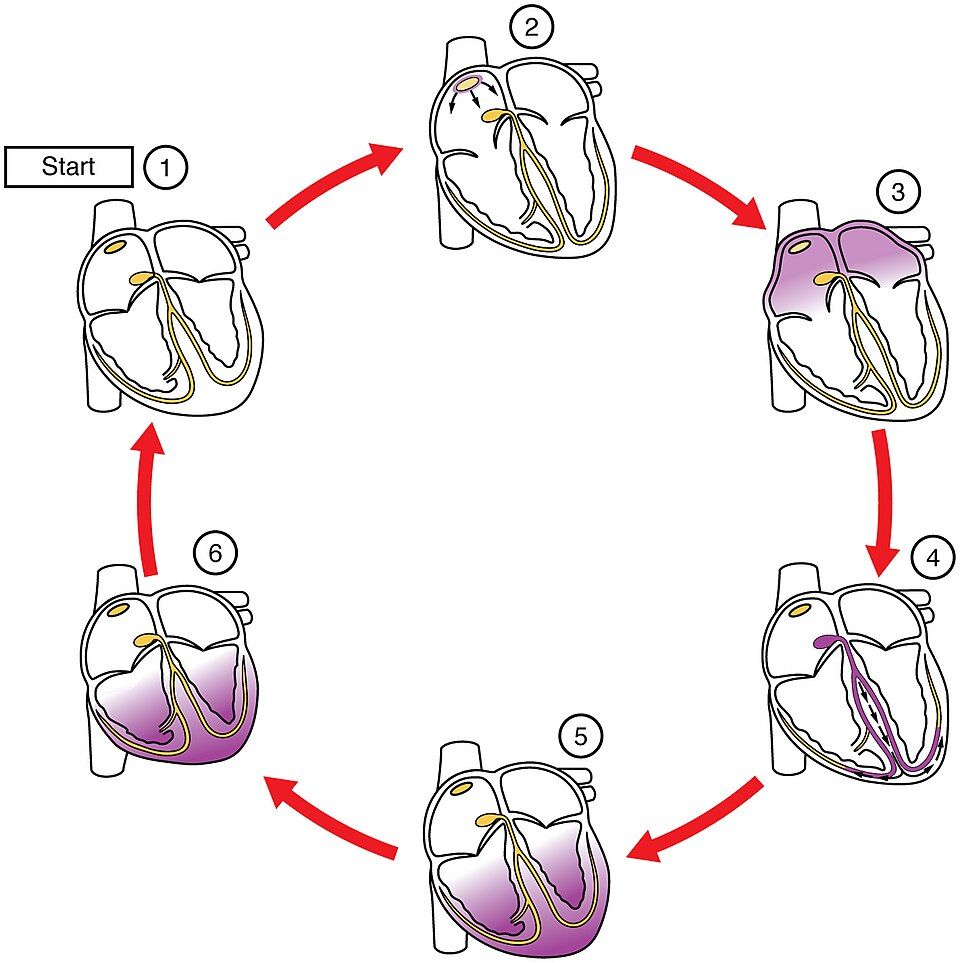 How the heart's electrical signal spreads, step by step