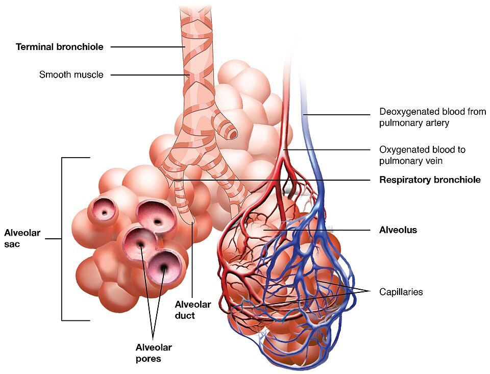 An alveolus and the respiratory membrane