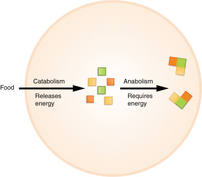 Drawing of anabolism and catabolism