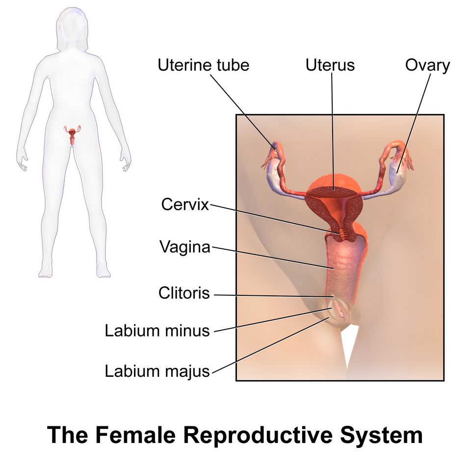 Front view drawing of the female reproductive organs