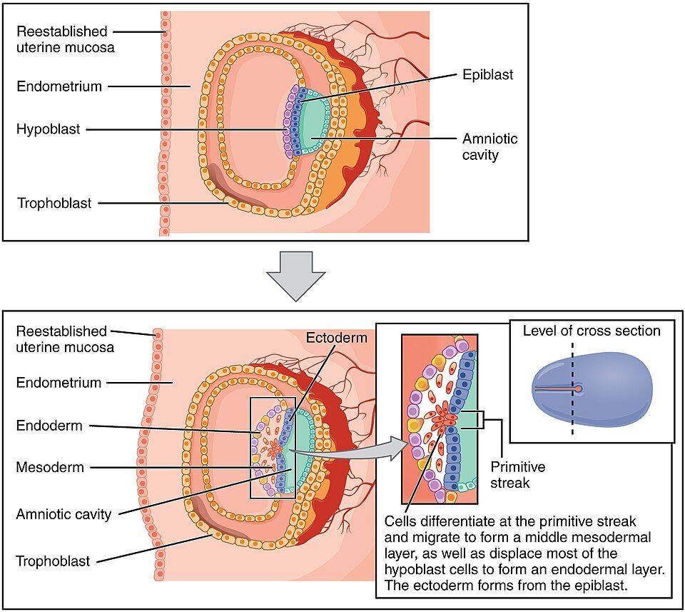 Diagram of cells moving to form the three germ layers
