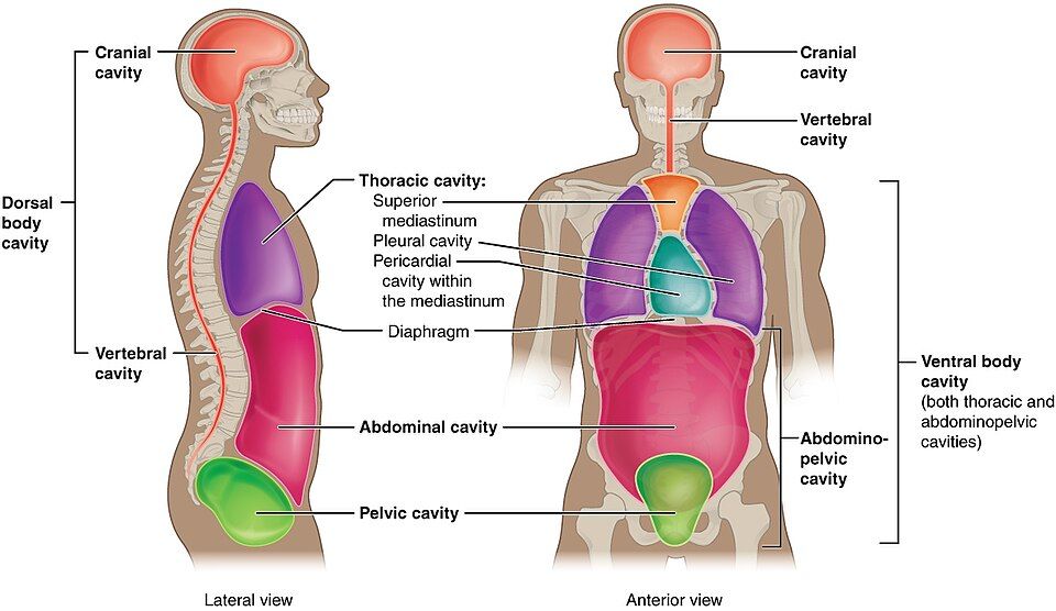 Body cavities and regions reference figure