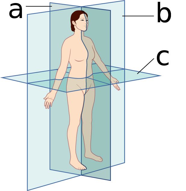Body planes reference figure