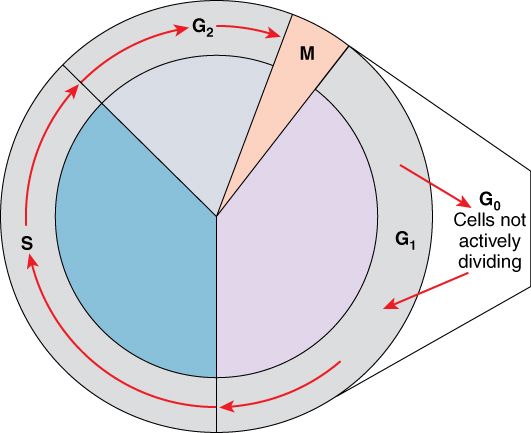 The cell cycle and stages of mitosis reference figure