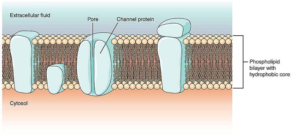 Fluid mosaic model of the cell membrane reference figure