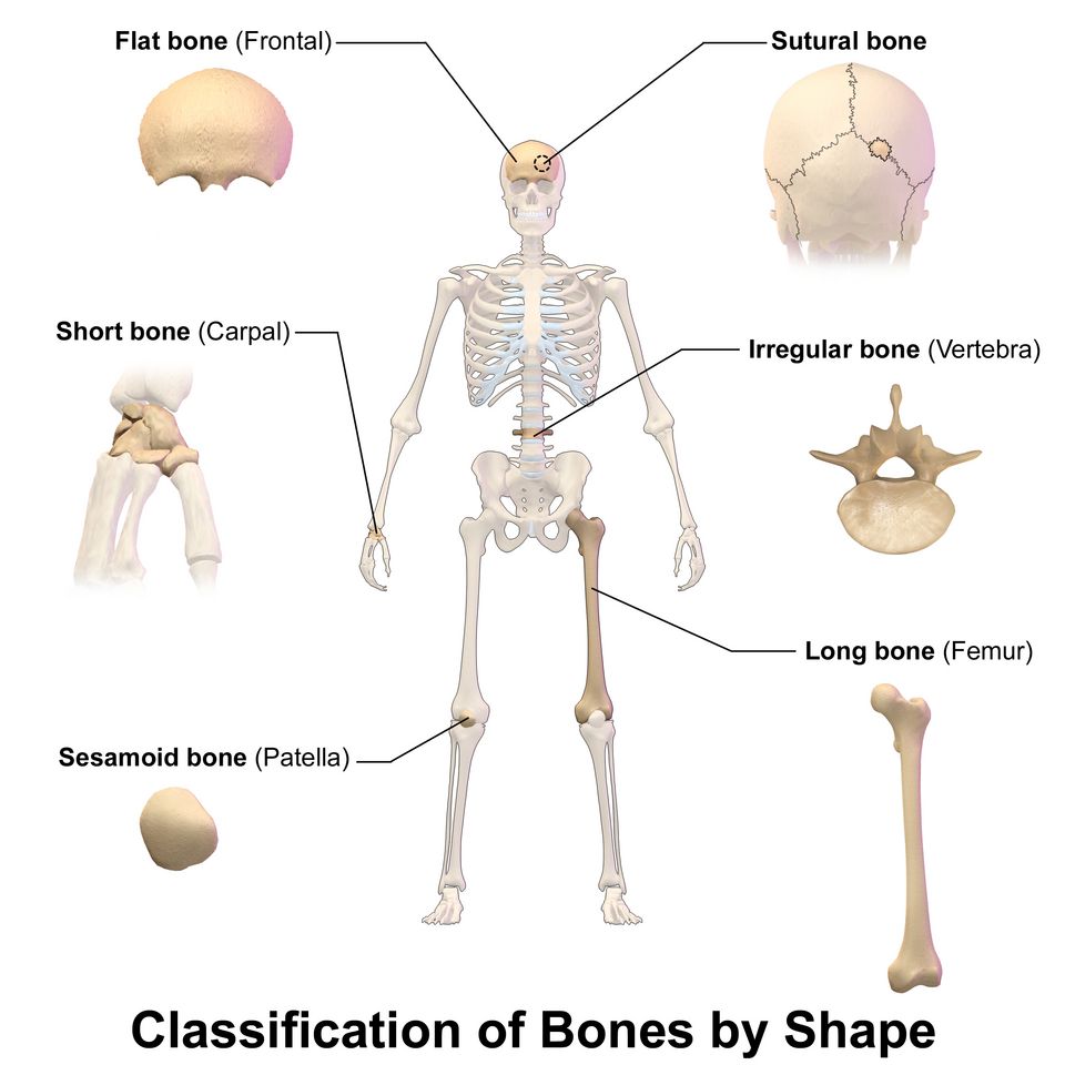 Bone Classification reference figure