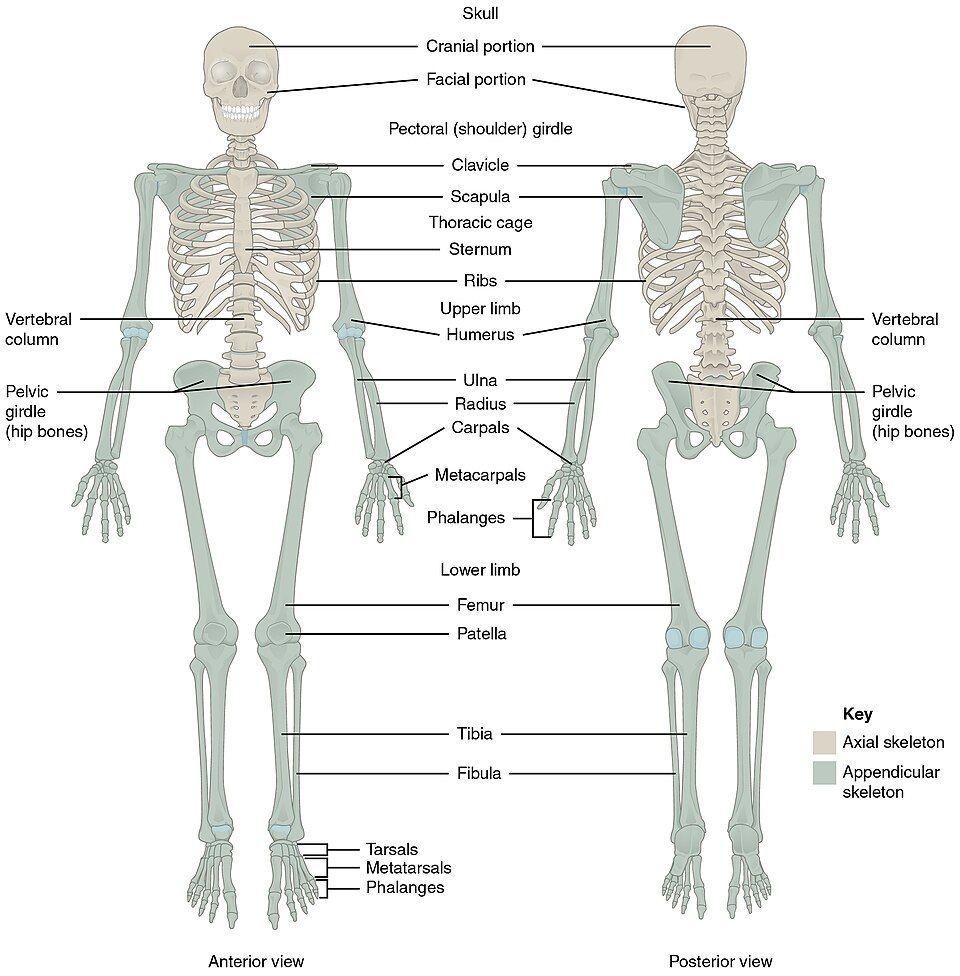 Functions of the Skeleton reference figure
