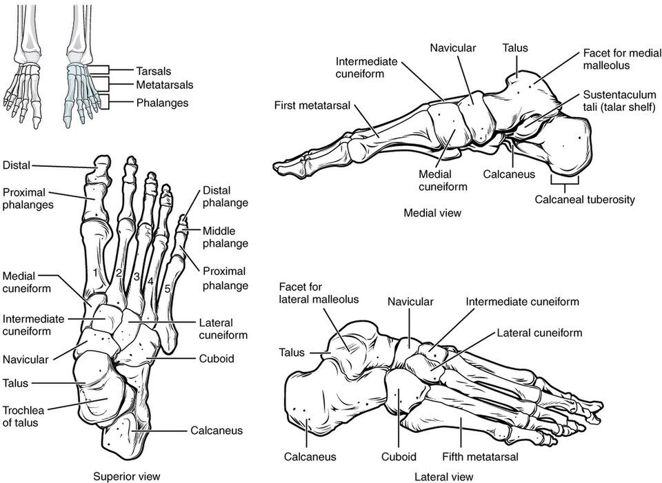 The foot and ankle reference figure