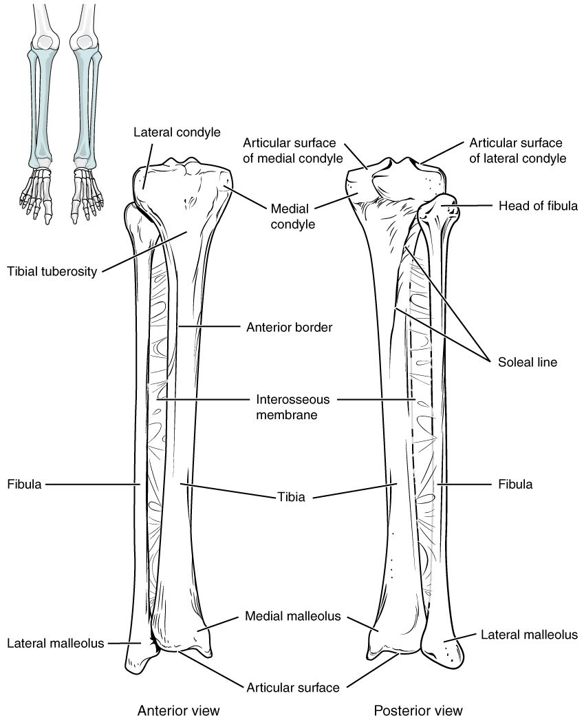 Bones of the Lower Limb reference figure