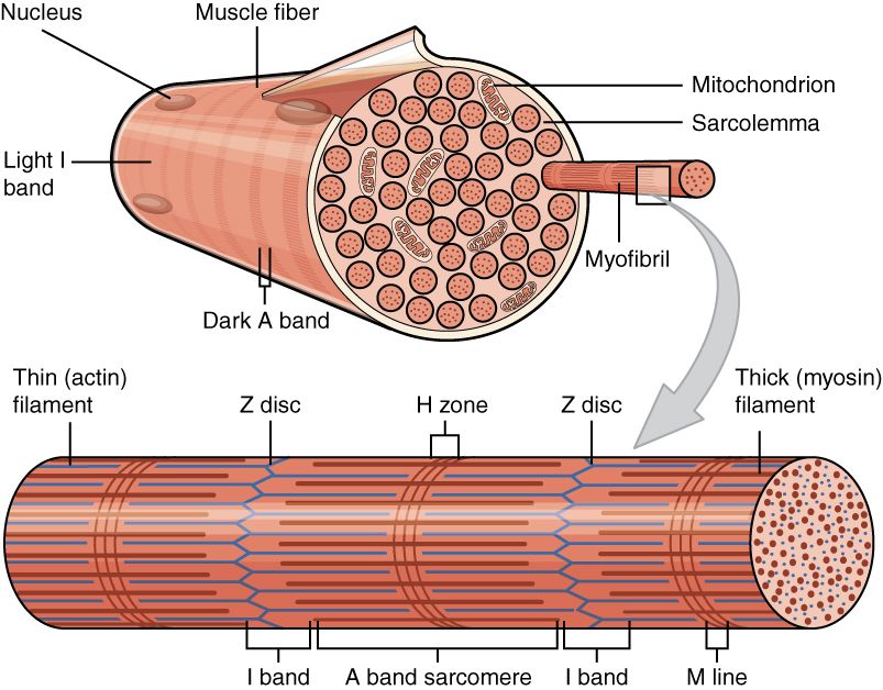 Skeletal muscle connective-tissue organization reference figure
