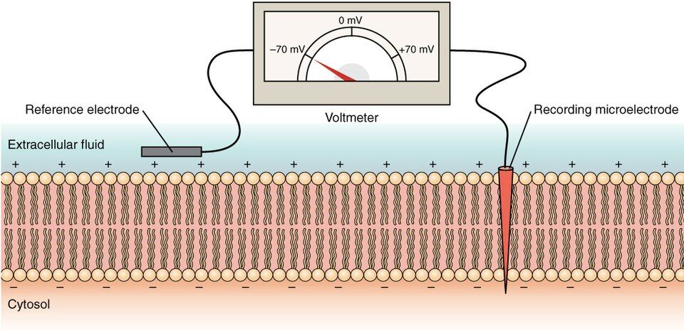 Resting membrane potential reference figure