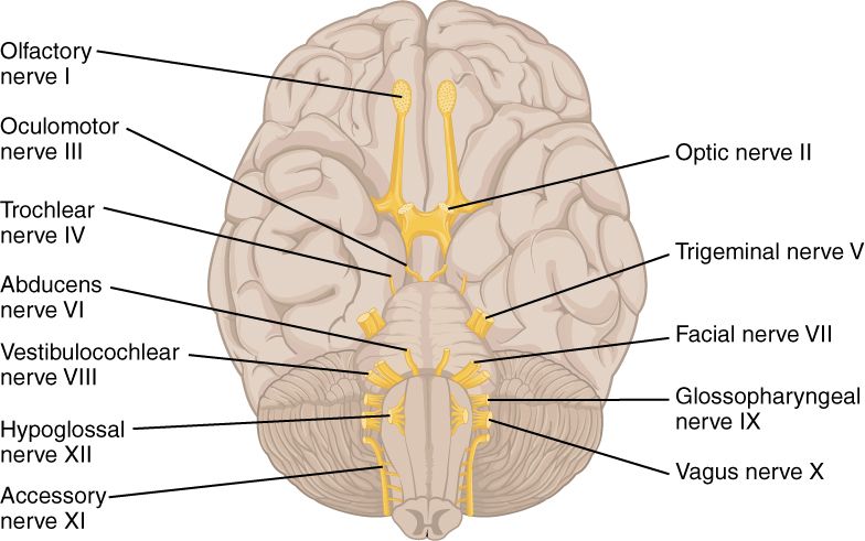 The Cranial Nerves reference figure