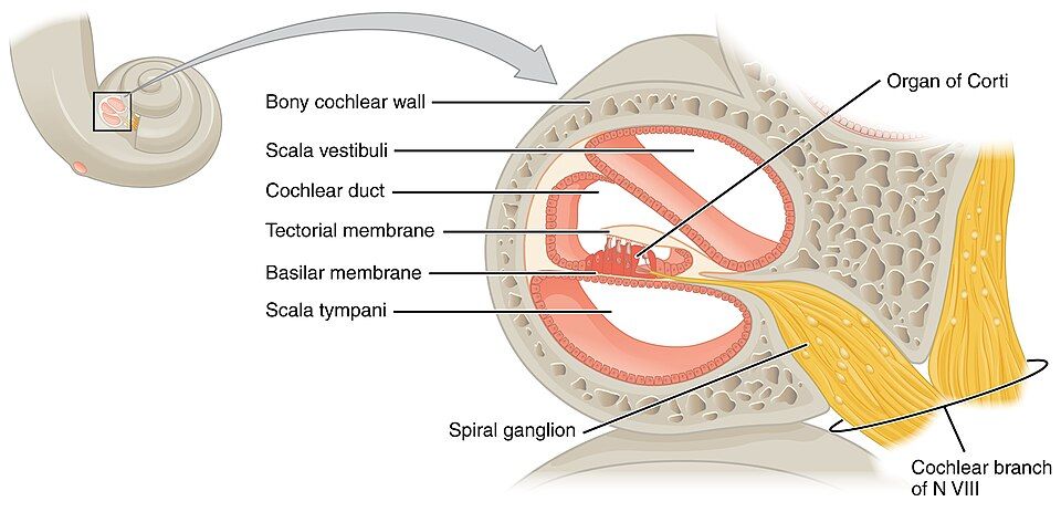 Cross-section of the cochlea and organ of Corti reference figure