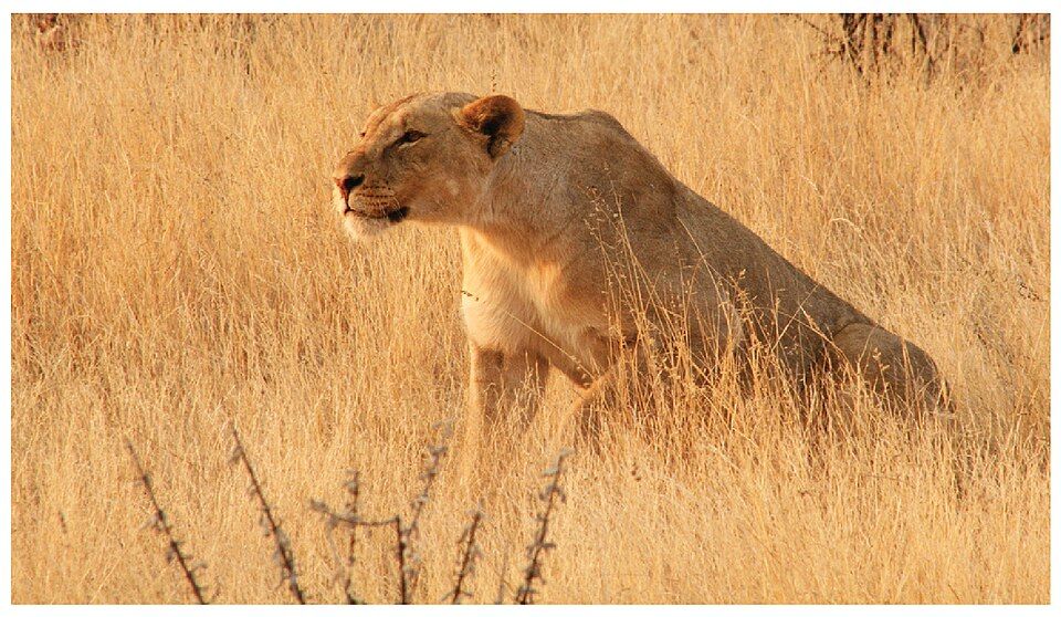 A lioness stalking through dry grass reference figure