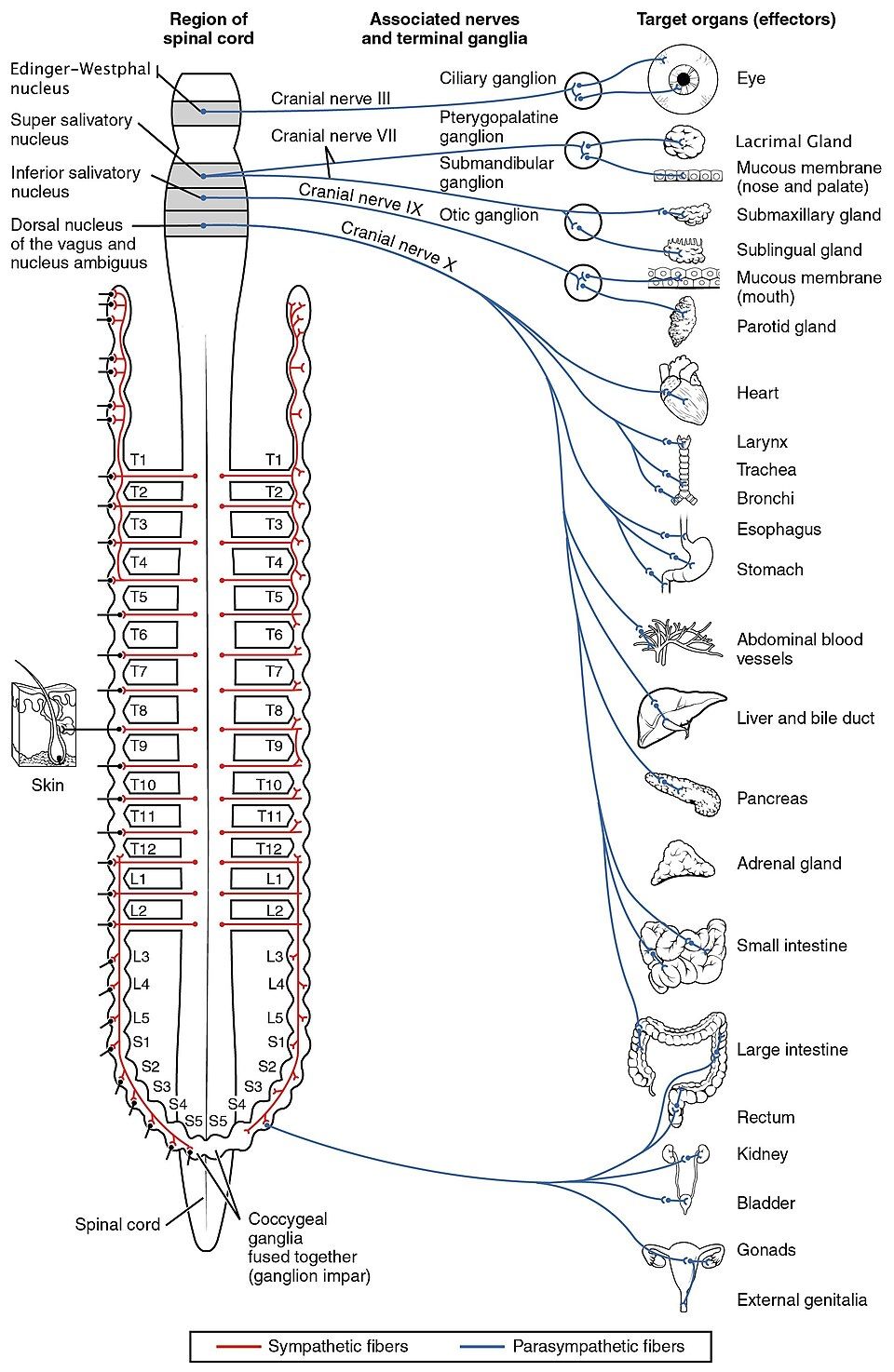Parasympathetic and sympathetic connections to target organs reference figure