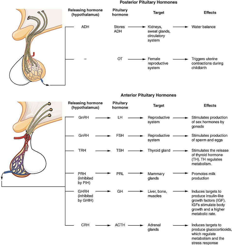 Hypothalamus and pituitary gland with anterior and posterior hormones reference figure