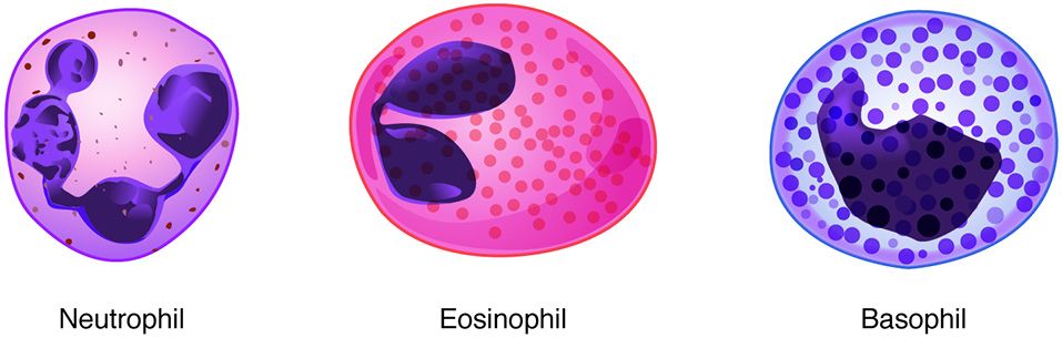Hematopoiesis reference figure