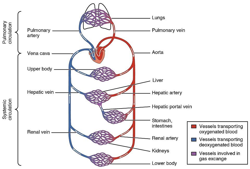 Blood Flow Through the Heart reference figure