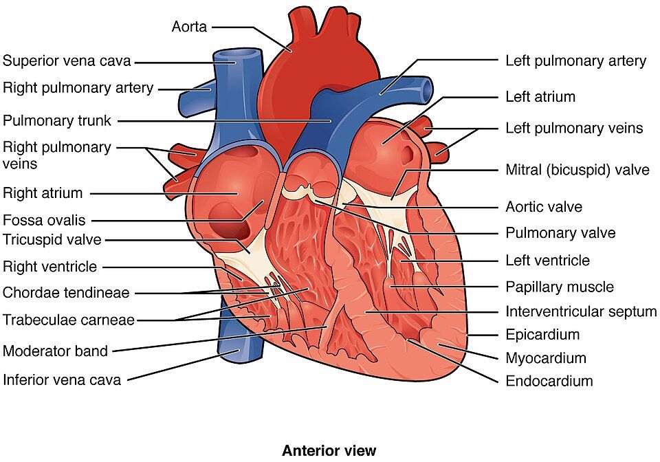 Heart Anatomy reference figure