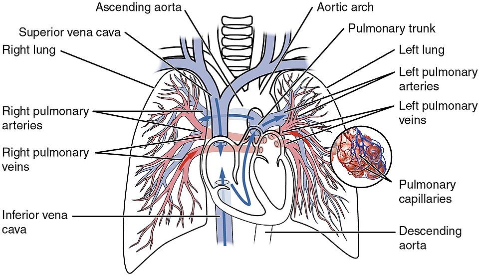 Pulmonary and systemic circulatory routes reference figure