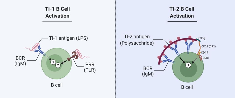 B cells and antibody structure reference figure