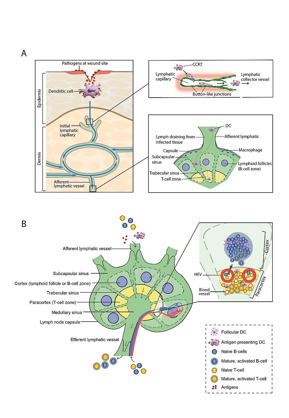 Types of Immunity reference figure