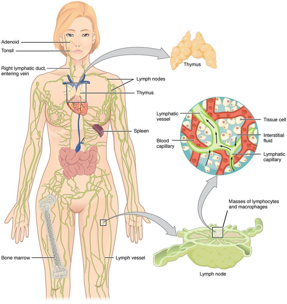 The lymphatic system organs and vessels reference figure