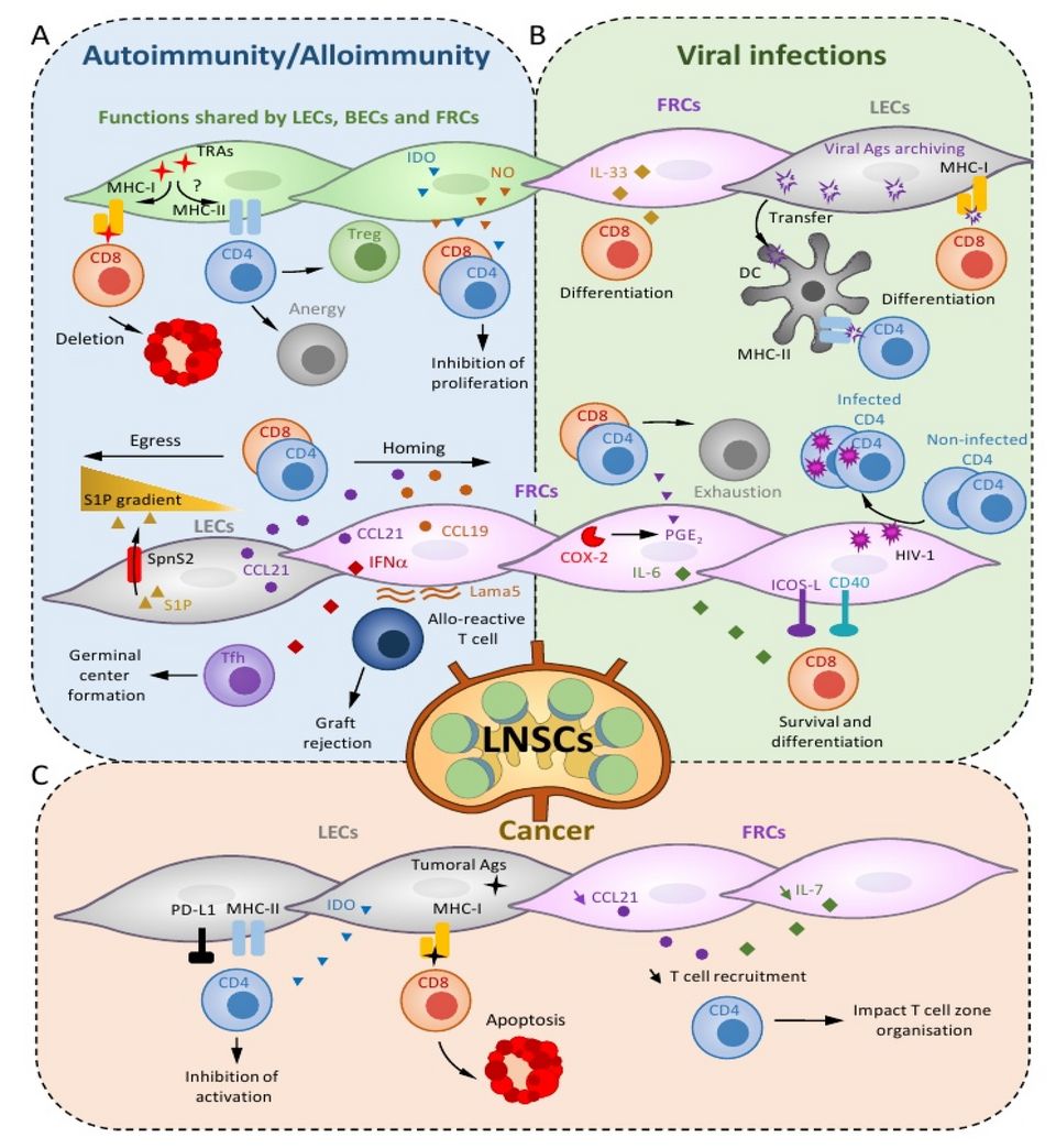 T Cells reference figure