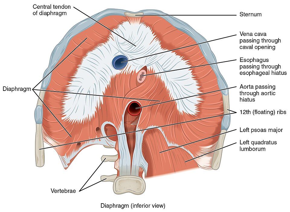 Breathing Mechanics reference figure