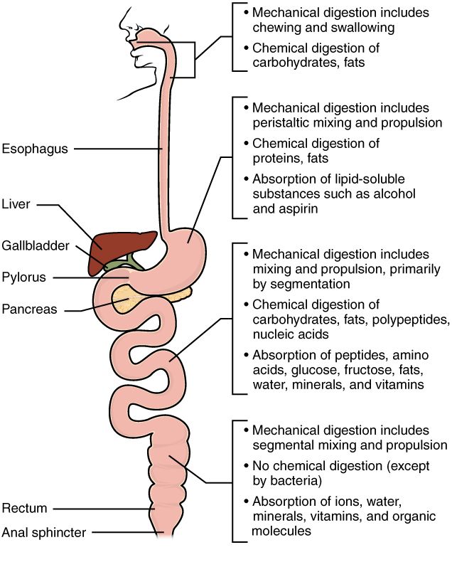 Chemical Digestion reference figure