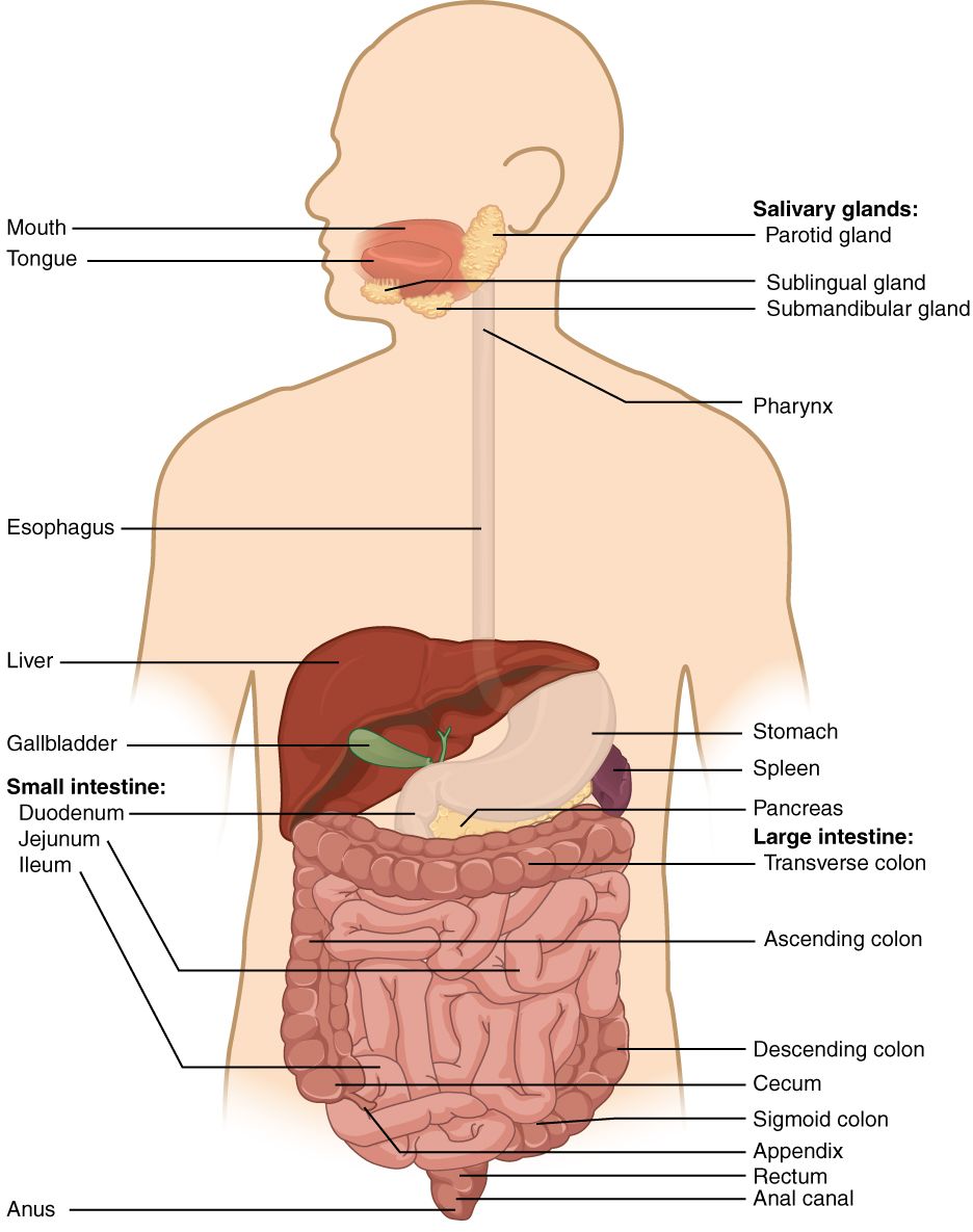 The Digestive Tract reference figure
