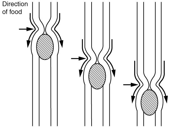 Peristalsis & Segmentation reference figure