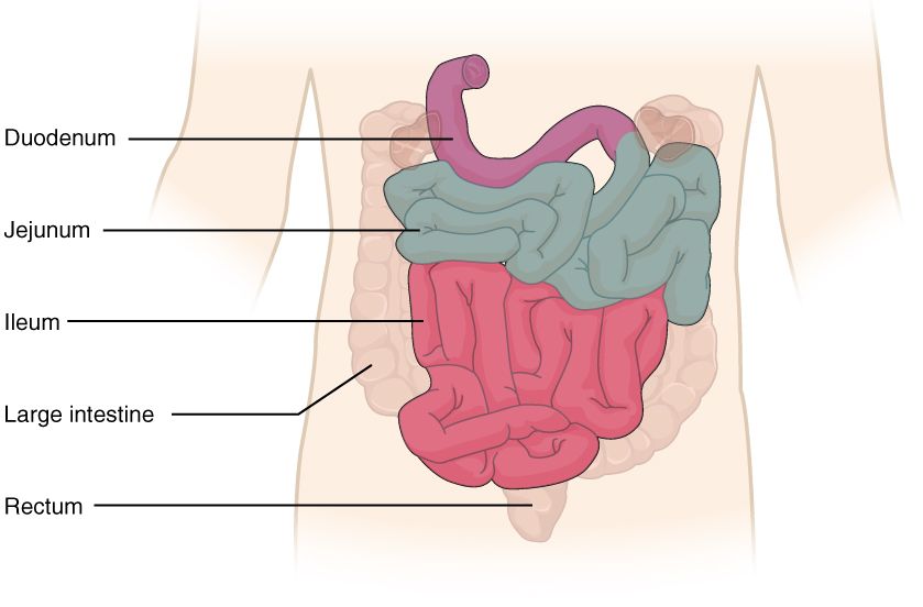 Small Intestine Villi reference figure