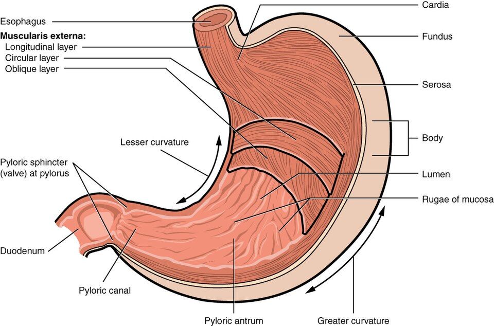 Regions and glands of the stomach reference figure