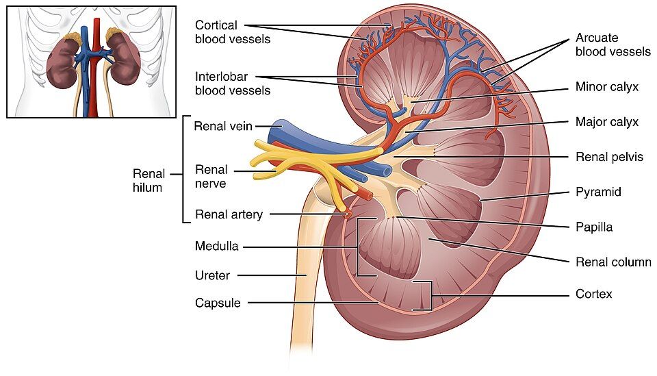 Internal kidney anatomy reference figure