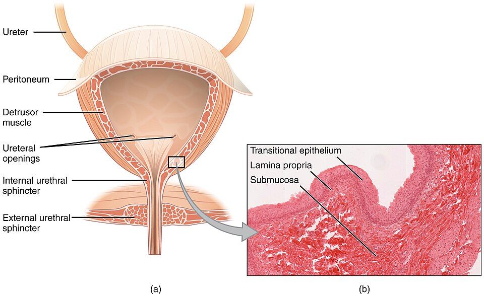 The micturition reflex reference figure